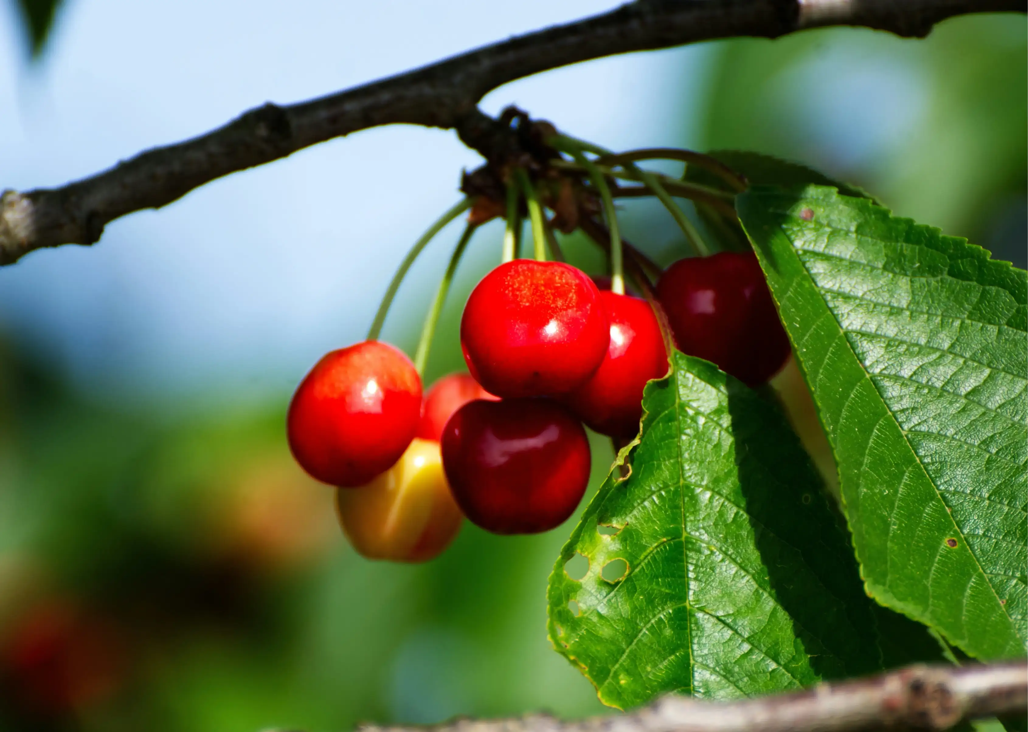 Apple Variety 3